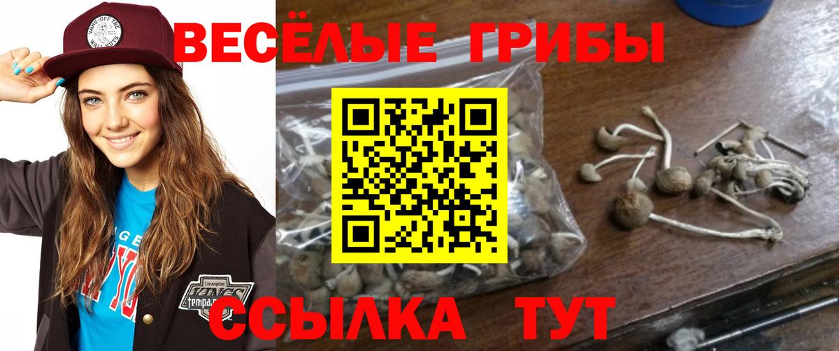 Артём  Псилоцибиновые грибы MAGIC MUSHROOMS  Галлюциногенные грибы Psilocybe  Вход с VPN 