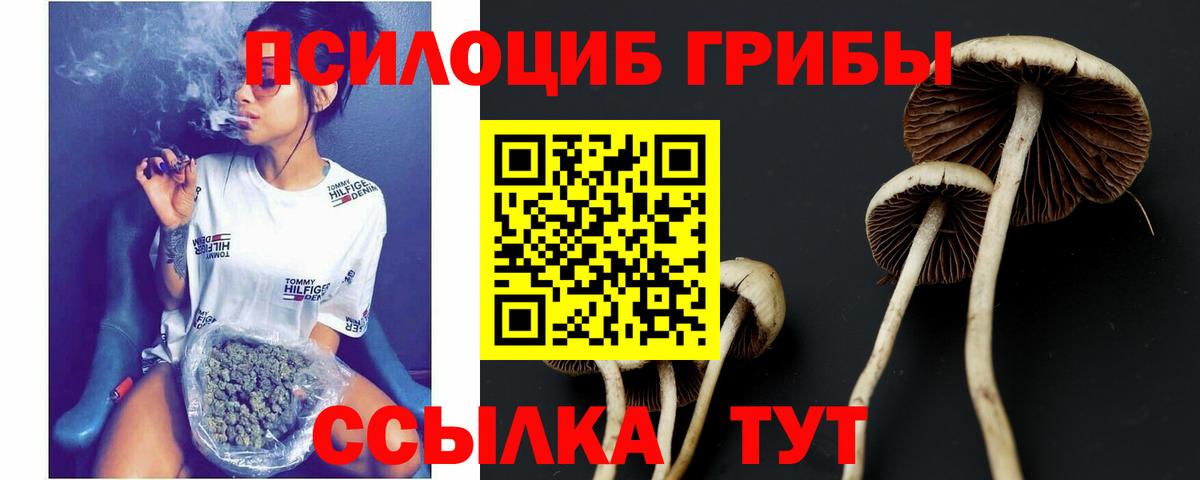 Псилоцибиновые грибы Psilocybe Артём